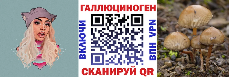Псилоцибиновые грибы Psilocybine cubensis  Ярославль 
